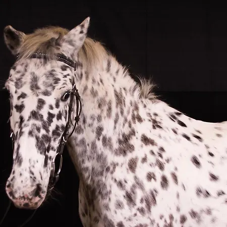 Apartman Im Obsthaus 9