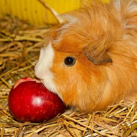 Apartman Im Obsthaus 9 Göhl